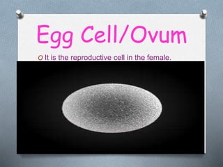 Egg Cell/Ovum
O It is the reproductive cell in the female.
 