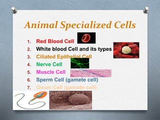 Animal Specialized Cells
1. Red Blood Cell
2. White blood Cell and its types
3. Ciliated Epithelial Cell
4. Nerve Cell
5. Muscle Cell
6. Sperm Cell (gamete cell)
7. Ovum Cell (gamete cell)
 