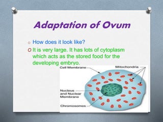 Adaptation of Ovum
o How does it look like?
O It is very large. It has lots of cytoplasm
which acts as the stored food for the
developing embryo.
 