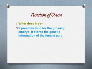 Functionof Ovum
o What does it do?
O It provides food for the growing
embryo. It stores the genetic
information of the female part.
 