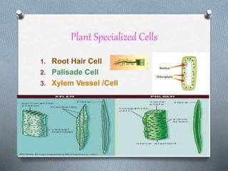 Plant Specialized Cells
1. Root Hair Cell
2. Palisade Cell
3. Xylem Vessel /Cell
 