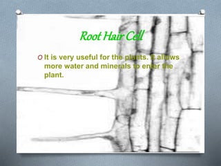 RootHair Cell
O It is very useful for the plants. It allows
more water and minerals to enter the
plant.
 