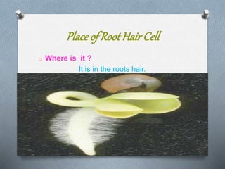 Placeof Root HairCell
o Where is it ?
It is in the roots hair.
 