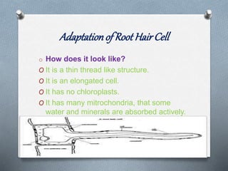 Adaptationof RootHairCell
o How does it look like?
O It is a thin thread like structure.
O It is an elongated cell.
O It has no chloroplasts.
O It has many mitrochondria, that some
water and minerals are absorbed actively.
 