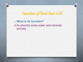 Functionof Root HairCell
o What is its function?
O Its absorbs some water and minerals
actively.
 