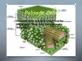 Palisade Cells
O Palisade cells are very important for
plant cells. They help them to make
their food.
 