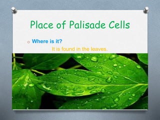 Place of Palisade Cells
o Where is it?
It is found in the leaves.
 