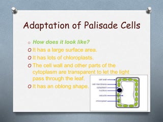 Adaptation of Palisade Cells
o How does it look like?
O It has a large surface area.
O It has lots of chloroplasts.
O The cell wall and other parts of the
cytoplasm are transparent to let the light
pass through the leaf.
O It has an oblong shape.
 