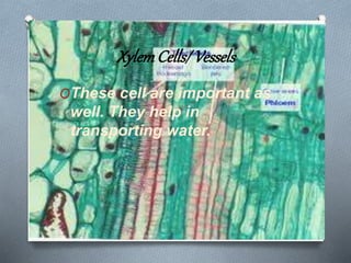 XylemCells/Vessels
OThese cell are important as
well. They help in
transporting water.
 