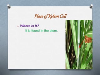 Placeof XylemCell
o Where is it?
It is found in the stem.
 
