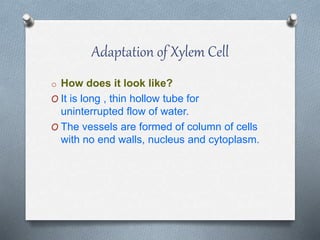 Adaptation of Xylem Cell
o How does it look like?
O It is long , thin hollow tube for
uninterrupted flow of water.
O The vessels are formed of column of cells
with no end walls, nucleus and cytoplasm.
 