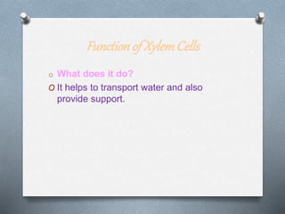 Functionof XylemCells
o What does it do?
O It helps to transport water and also
provide support.
 