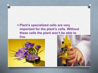  Plant’s specialized cells are very
important for the plant’s cells. Without
these cells the plant won’t be able to
live.
 