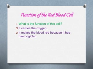 Functionof the RedBloodCell
o What is the function of this cell?
O It carries the oxygen.
O It makes the blood red because it has
haemoglobin.
 