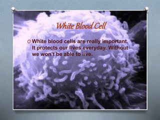 WhiteBloodCell
O White blood cells are really important.
It protects our lives everyday. Without
we won’t be able to live.
 