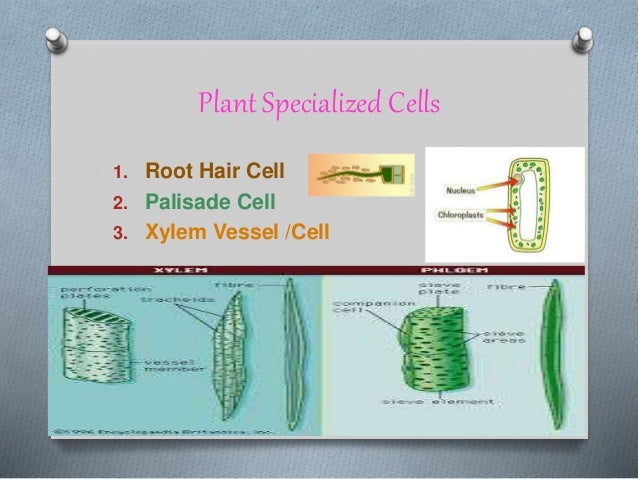 Specialized Cells Biology specialized-cells-biology