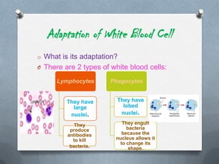 Adaptation of White Blood Cell
o What is its adaptation?
O There are 2 types of white blood cells:
Lymphocytes

Phagocytes

They have
large
nuclei.

They have
lobed
nuclei.

They
produce
antibodies
to kill
bacteria.

They engulf
bacteria
because the
nucleus allows it
to change its
shape.

 