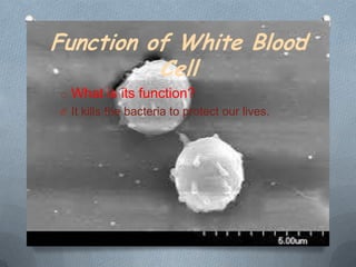 Function of White Blood
Cell
o What is its function?
O It kills the bacteria to protect our lives.

 