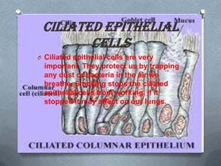 Ciliated Epithelial
Cells
O Ciliated epithelial cells are very

important. They protect us by trapping
any dust or bacteria in the air we
breathe. Smoking stops the ciliated
epithelial cells from working. If it
stopped it may affect on our lungs.

 