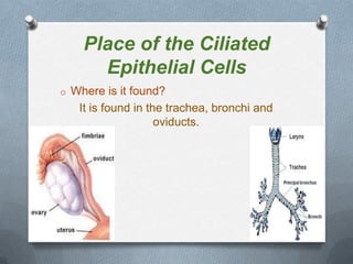 Place of the Ciliated
Epithelial Cells
o Where is it found?

It is found in the trachea, bronchi and
oviducts.

 