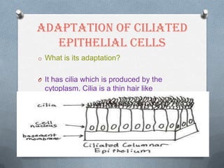 Adaptation of Ciliated
Epithelial Cells
o What is its adaptation?
O It has cilia which is produced by the

cytoplasm. Cilia is a thin hair like
structure.

 