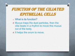 Function of the Ciliated
Epithelial Cells
o What is its function?
O Mucus traps the dust particles, then the

cilia beats in a rhythm to move this mucus
out of the body.
O It helps the ovum to move.

 