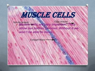 Muscle Cells
O Muscle cells are very important. They

allow our bodies to move. Without it we
won’t be able to move.

 