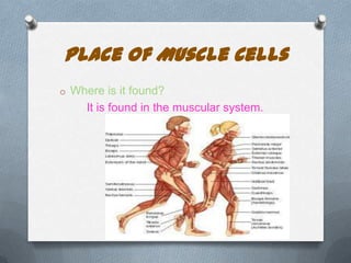 Place of Muscle Cells
o Where is it found?

It is found in the muscular system.

 