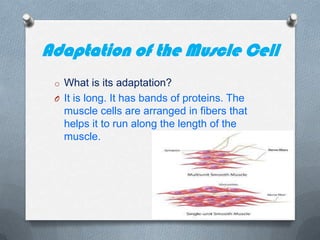 Adaptation of the Muscle Cell
o What is its adaptation?
O It is long. It has bands of proteins. The

muscle cells are arranged in fibers that
helps it to run along the length of the
muscle.

 