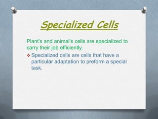 Specialized Cells
Plant’s and animal’s cells are specialized to
carry their job efficiently.
 Specialized cells are cells that have a
particular adaptation to preform a special
task.

 