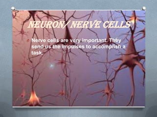 Neuron/ Nerve Cells
O Nerve cells are very important. They

send us the impulses to accomplish a
task.

 