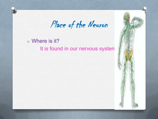 Place of the Neuron
o Where is it?

It is found in our nervous system.

 