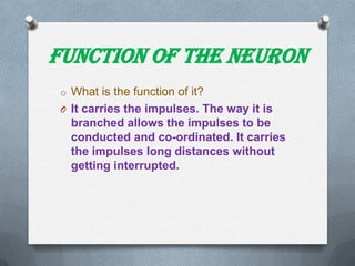 Function of the Neuron
o What is the function of it?
O It carries the impulses. The way it is

branched allows the impulses to be
conducted and co-ordinated. It carries
the impulses long distances without
getting interrupted.

 