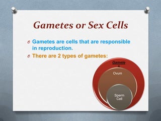 Gametes or Sex Cells
O Gametes are cells that are responsible

in reproduction.
O There are 2 types of gametes:
Gamete
s
Ovum

Sperm
Cell

 