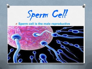 Sperm Cell
O Sperm cell is the male reproductive

cell.

 