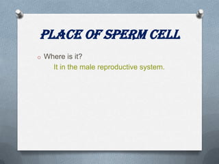 Place of Sperm Cell
o Where is it?

It in the male reproductive system.

 