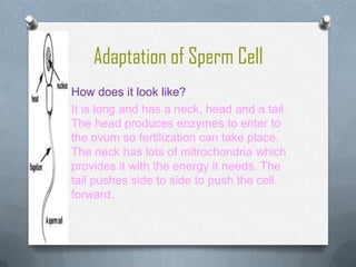 Adaptation of Sperm Cell
o How does it look like?
O It is long and has a neck, head and a tail.

The head produces enzymes to enter to
the ovum so fertilization can take place.
The neck has lots of mitrochondria which
provides it with the energy it needs. The
tail pushes side to side to push the cell
forward.

 