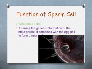 Function of Sperm Cell
o What does it do?
O It carries the genetic information of the

male parent. It combines with the egg cell
to form a new embryo.

 