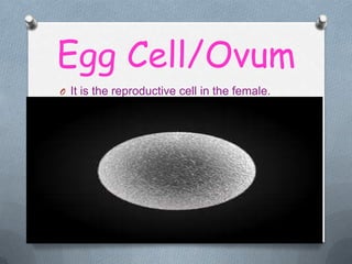 Egg Cell/Ovum
O It is the reproductive cell in the female.

 