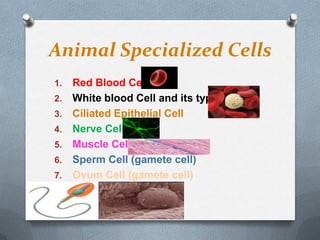Animal Specialized Cells
1.
2.
3.
4.

5.
6.
7.

Red Blood Cell
White blood Cell and its types
Ciliated Epithelial Cell
Nerve Cell
Muscle Cell
Sperm Cell (gamete cell)
Ovum Cell (gamete cell)

 