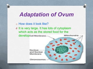 Adaptation of Ovum
o How does it look like?
O It is very large. It has lots of cytoplasm

which acts as the stored food for the
developing embryo.

 