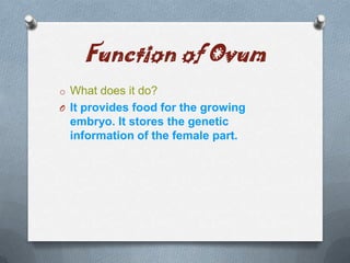 Function of Ovum
o What does it do?
O It provides food for the growing

embryo. It stores the genetic
information of the female part.

 
