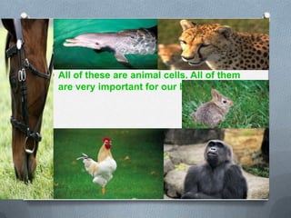 O All of these are animal cells. All of them

are very important for our bodies.

 