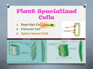 Plant Specialized
Cells
1. Root Hair Cell
2. Palisade Cell
3. Xylem Vessel /Cell

 