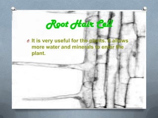 Root Hair Cell
O It is very useful for the plants. It allows

more water and minerals to enter the
plant.

 