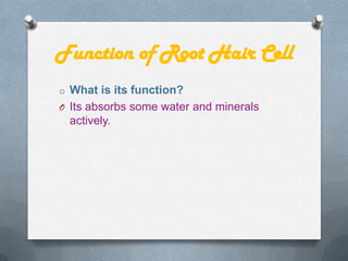 Function of Root Hair Cell
o What is its function?
O Its absorbs some water and minerals

actively.

 