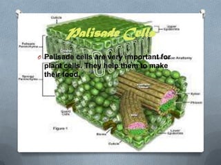 Palisade Cells
O Palisade cells are very important for

plant cells. They help them to make
their food.

 