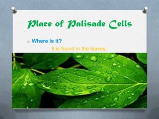 Place of Palisade Cells
o Where is it?

It is found in the leaves.

 