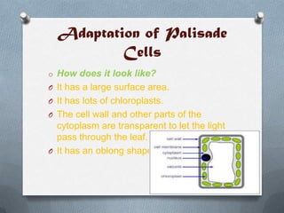 Adaptation of Palisade
Cells
o How does it look like?
O It has a large surface area.
O It has lots of chloroplasts.
O The cell wall and other parts of the

cytoplasm are transparent to let the light
pass through the leaf.
O It has an oblong shape.

 