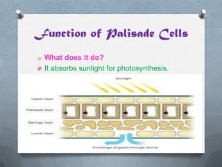 Function of Palisade Cells
o What does it do?
O It absorbs sunlight for photosynthesis.

 
